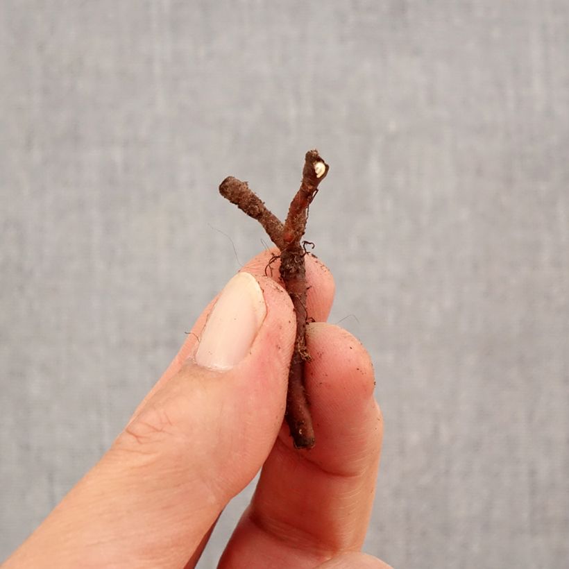 Exemplaar van Anemone nemorosa Lychette - Bosanemoon Bol kaliber I zoals geleverd in de herfst