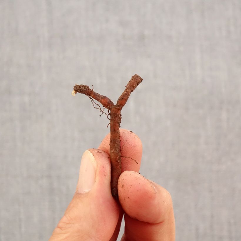 Exemplaar van Anemone nemorosa Robinsoniana - Bosanemoon Bol kaliber I zoals geleverd in de herfst