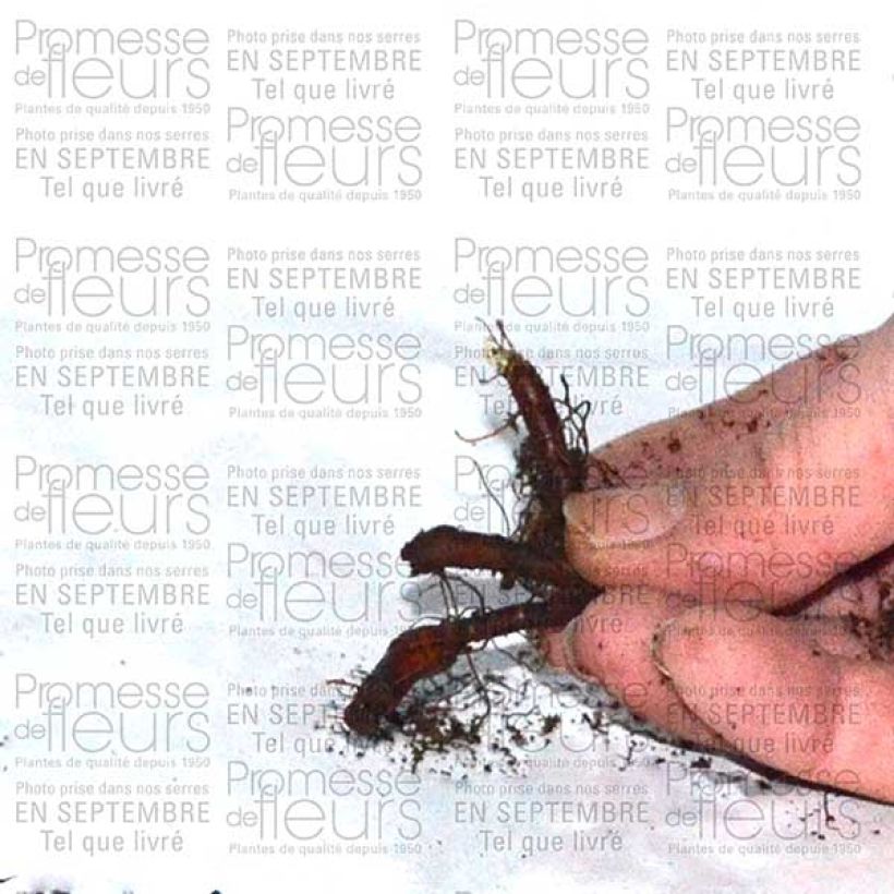 Voorbeeld van een exemplaar van Anémone nemorosa Vestal - Anémone des bois Bulbe calibre I zoals geleverd