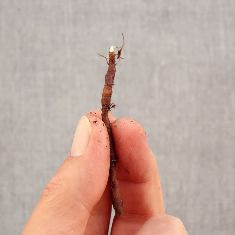 Exemplaar van Anémone nemorosa Vestal -  Witte bosanemoon Bol kaliber I zoals geleverd in de herfst