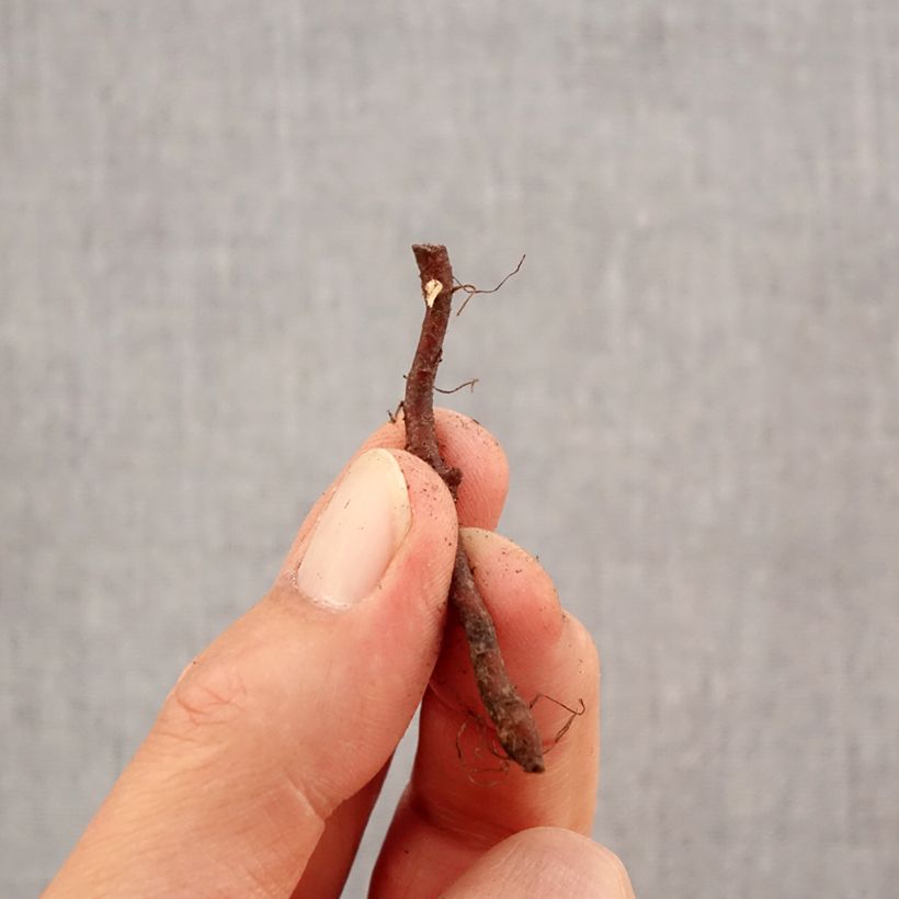 Exemplaar van Anemone nemorosa Westwell Pink - Bosanemoon Bol kaliber I zoals geleverd in de herfst