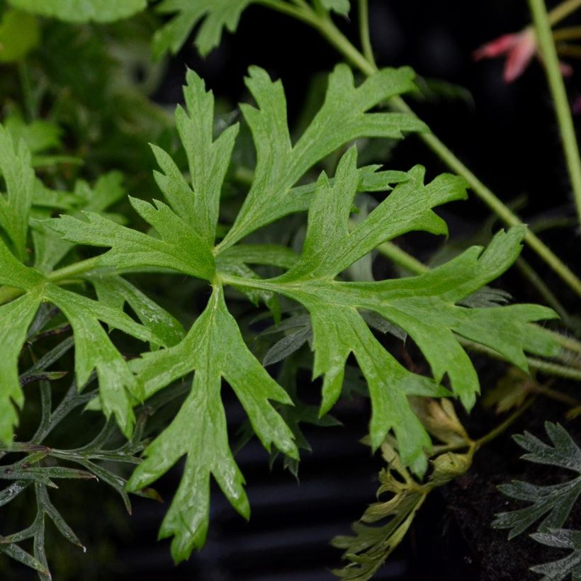 Pulsatilla vulgaris Papageno - Wildemanskruid (Foliage)