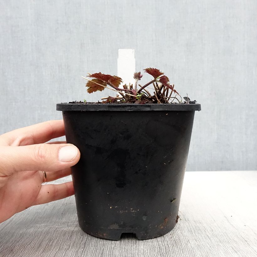 Exemplaar van Anemone Ruffled Swan - Herfstanemoon Pot van 2 l/3 l zoals geleverd in de lente