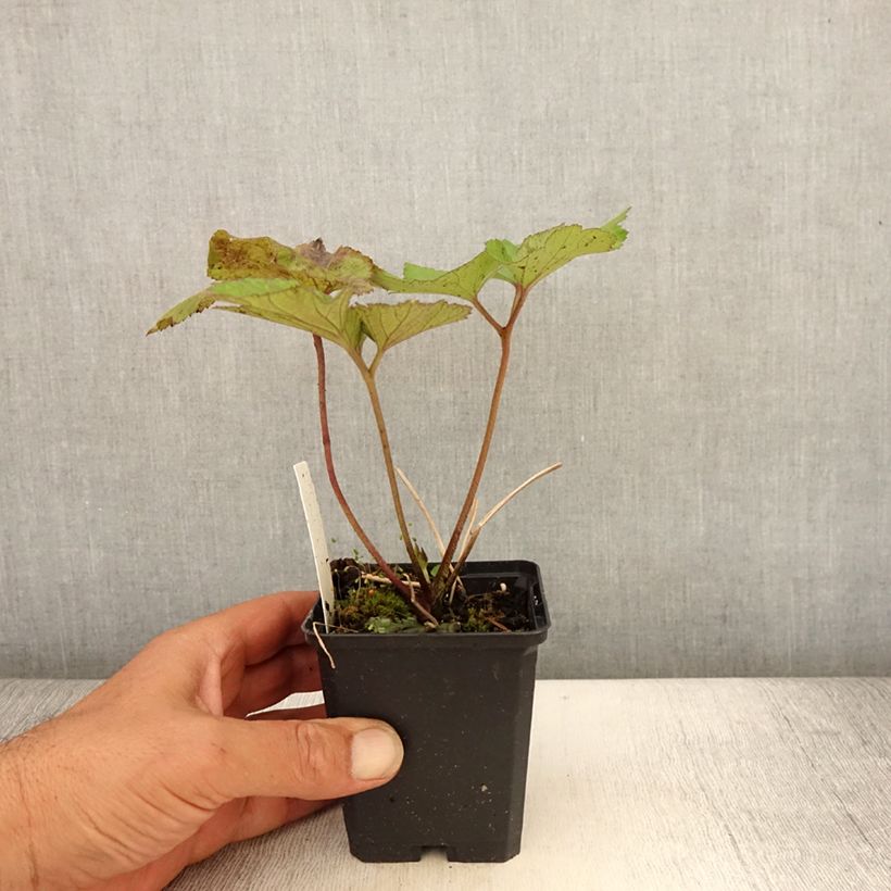 Exemplaar van Anemone tomentosa Albadura - Herfstanemoon Kweekpotje van 8/9 cm zoals geleverd in de zomer