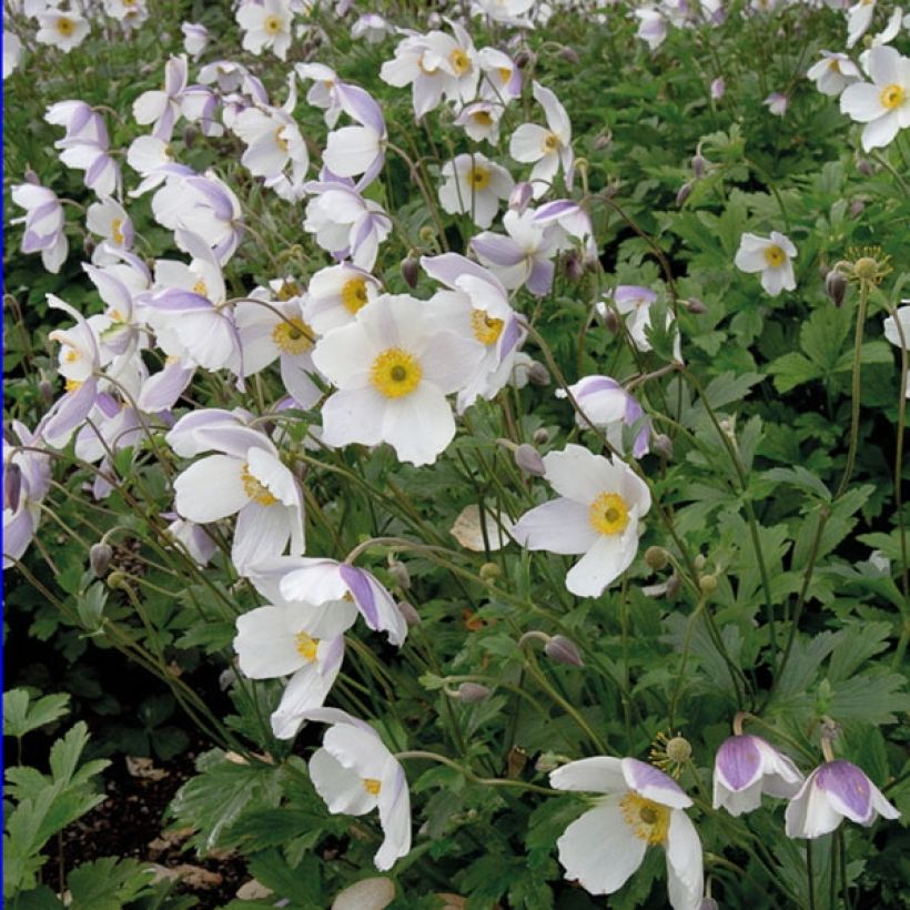 Anemone Wild Swan - Herfstanemoon (Plant habit)