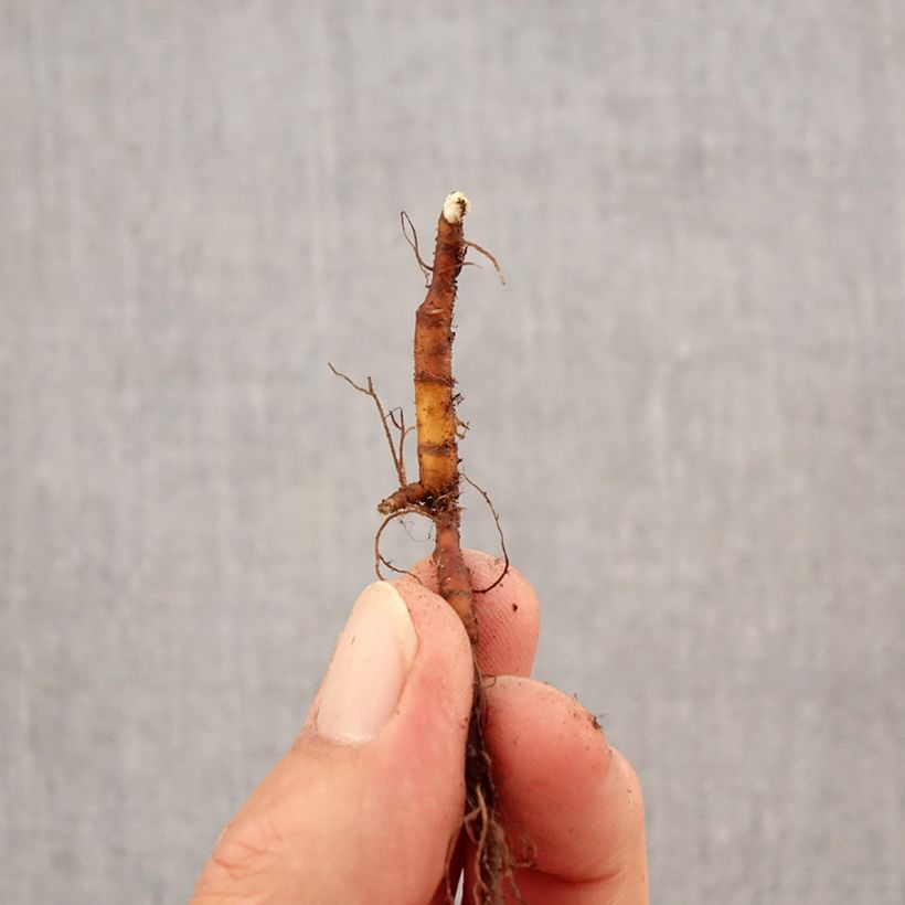 Exemplaar van Anemone x lipsiensis - Bosanemoon Bol kaliber I zoals geleverd in de herfst