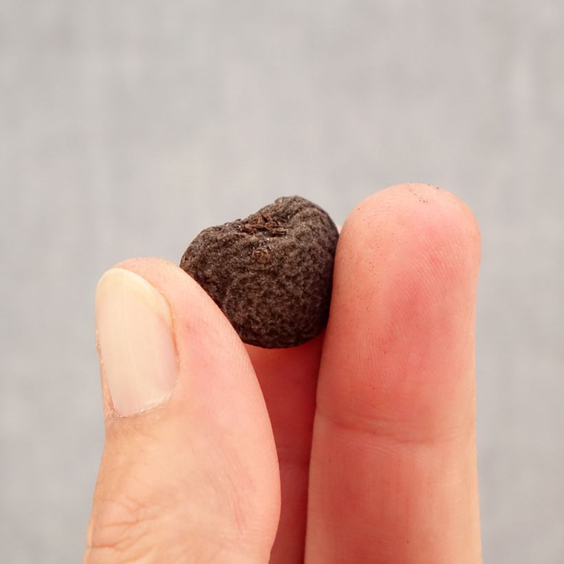 Example of Anemone blanda - Oosterse anemoon Bol size 5+ as you get in automne