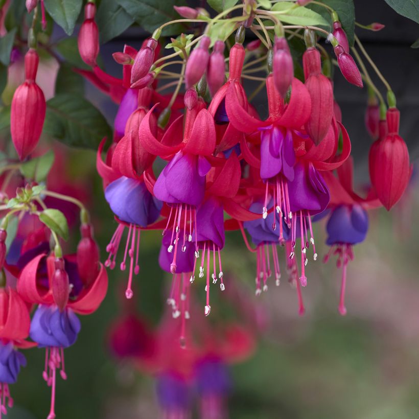Fuchsia Angela - Bellenplant (Bloei)