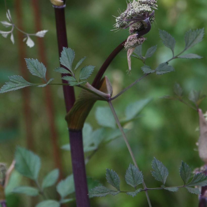 Angelica sylvestris Vicars Mead - Wilde engelwortel (Foliage)
