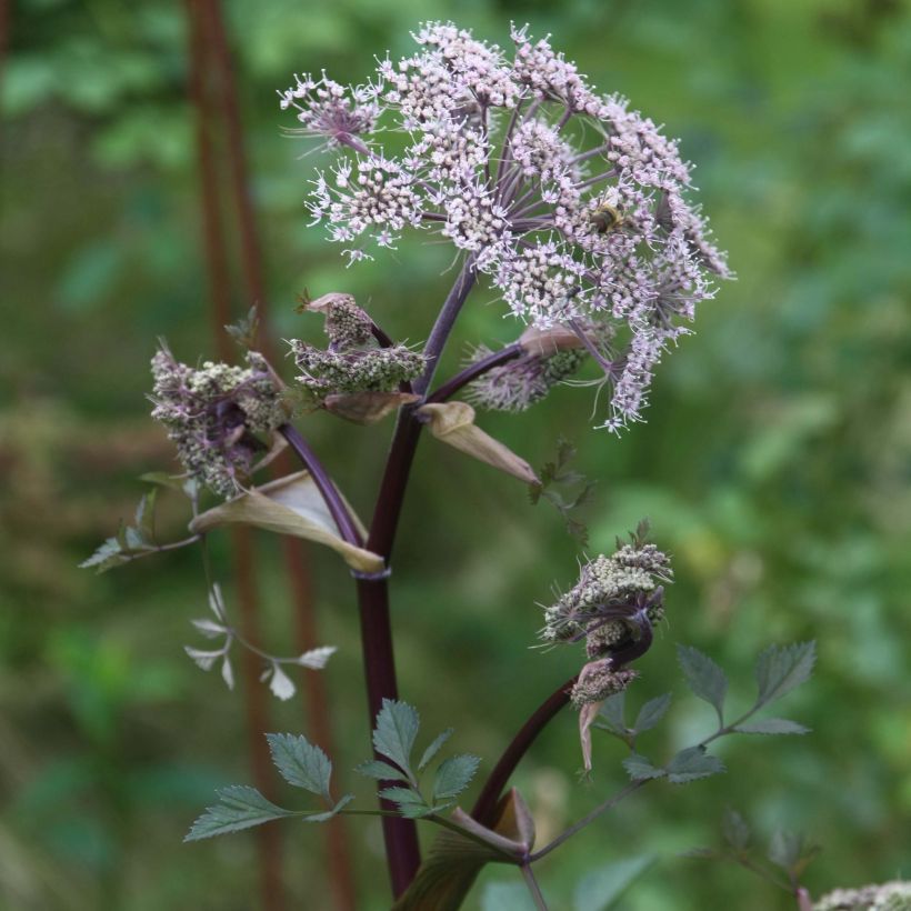Angelica sylvestris Vicars Mead - Wilde engelwortel (Flowering)