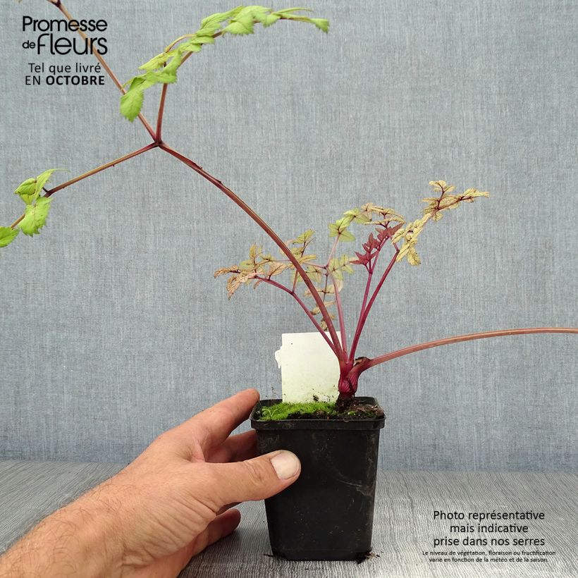 Exemplaar van Angelica sylvestris Vicars Mead - Wilde engelwortel Kweekpotje van 8/9 cm zoals geleverd in de herfst