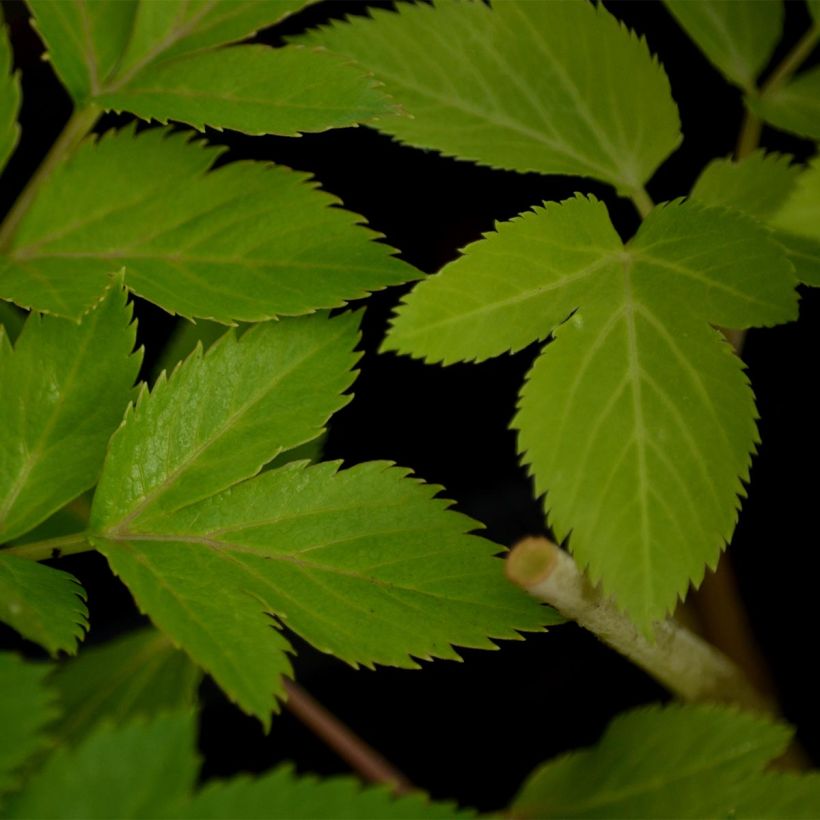 Angelica archangelica - Engelwortel (Foliage)