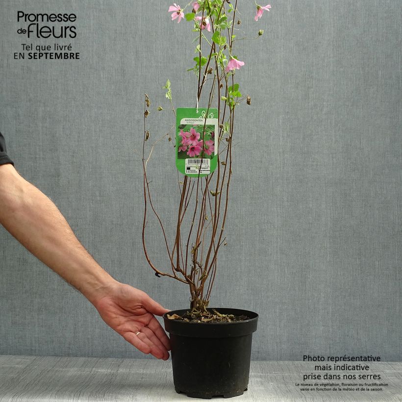 Exemplaar van Anisodontea capensis El Rayo - Kaapse malva Pot van 1,5 l/2 l zoals geleverd in de herfst