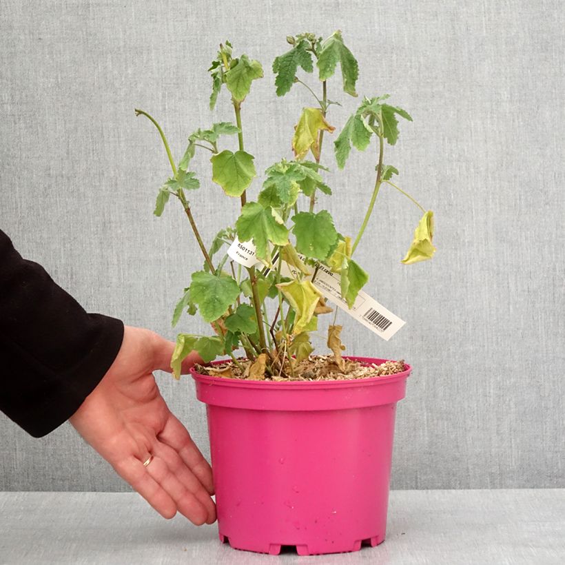 Example of Anisodontea capensis El Rayo - Kaapse malva Pot van 4 l/5 l as you get in hiver