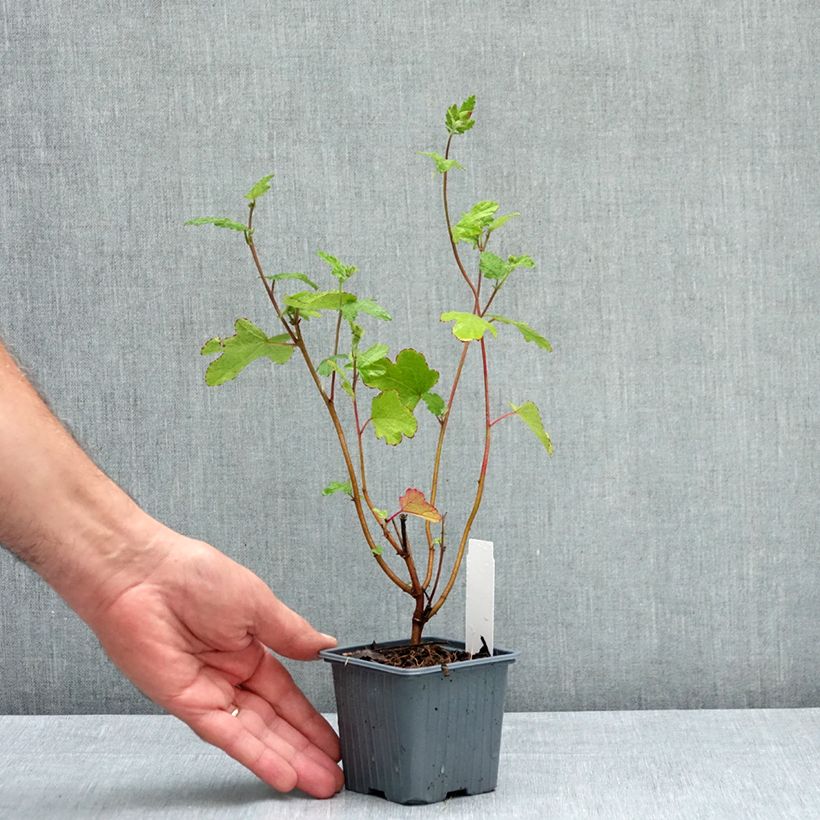 Exemplaar van Anisodontea capensis El Rayo - Kaapse malva Kweekpotje van 8/9 cm zoals geleverd in de zomer