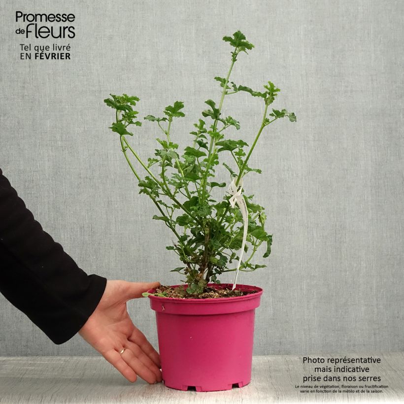 Example of Anisodontea Cristal rose - Mauve arbustive du Cap Pot van 3 l/4 l as you get in hiver