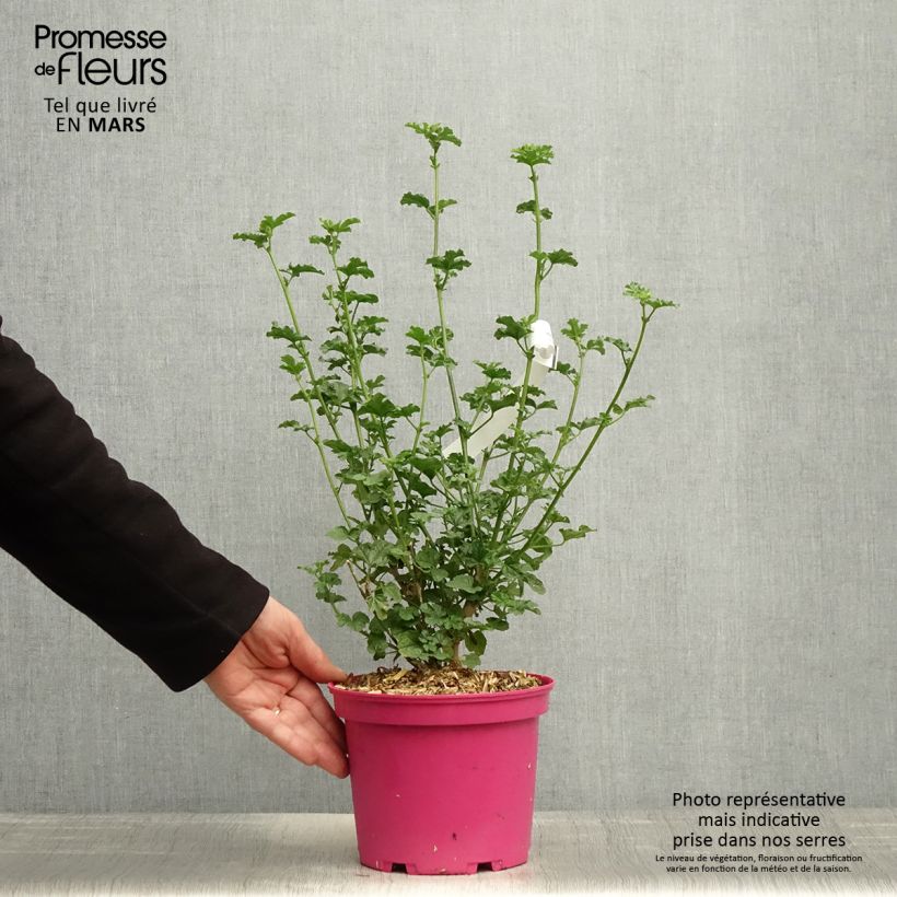 Exemplaar van Anisodontea malvastroides Cristal - Kaapse malva roze Pot van 3 l/4 l zoals geleverd in de lente