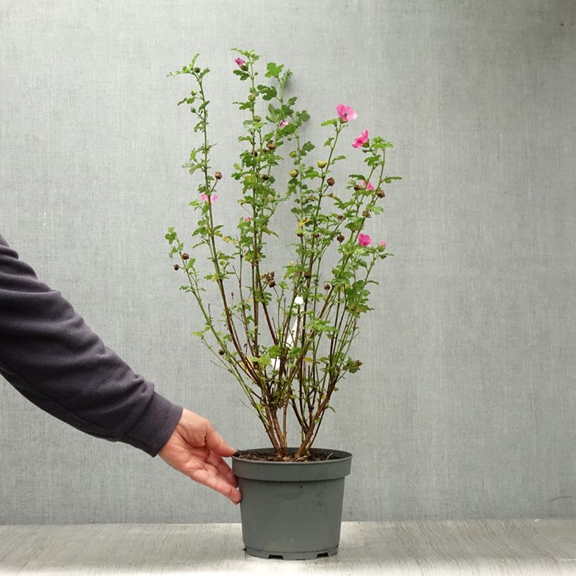 Exemplaar van Anisodontea scabrosa Large Red - Kaapse malva Pot van 3 l/4 l zoals geleverd in de zomer