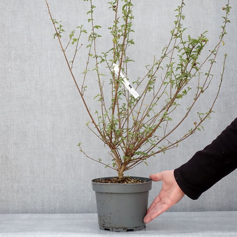 Example of Anisodontea scabrosa Large Red - Mauve du Cap Pot van 3 l/4 l as you get in hiver