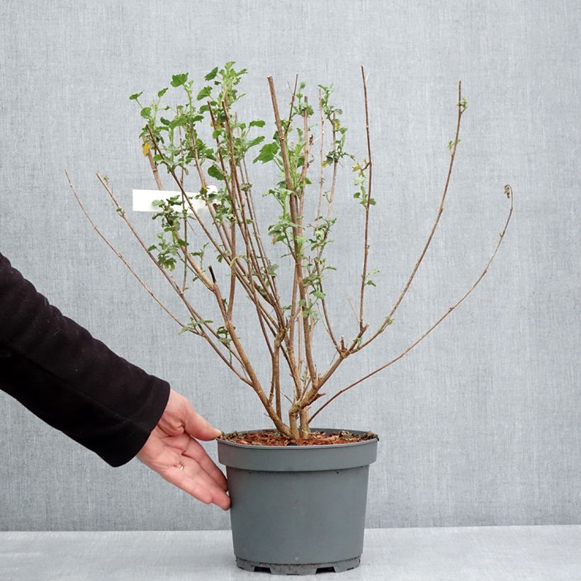 Exemplaar van Anisodontea scabrosa Large Red - Kaapse malva Pot van 3 l/4 l zoals geleverd in de lente