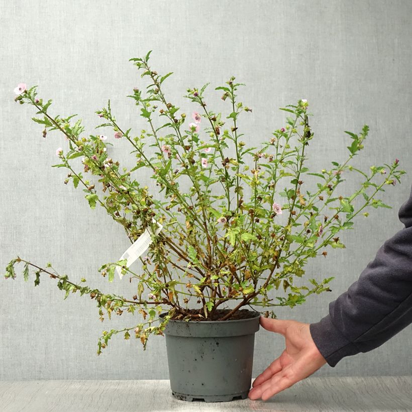 Exemplaar van Anisodontea scabrosa Miss Pinky - Kaapse malva Pot van 3 l/4 l zoals geleverd in de zomer