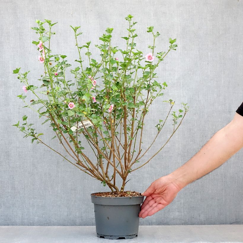 Exemplaar van Anisodontea scabrosa Miss Pinky - Kaapse malva Pot van 3 l/4 l zoals geleverd in de lente