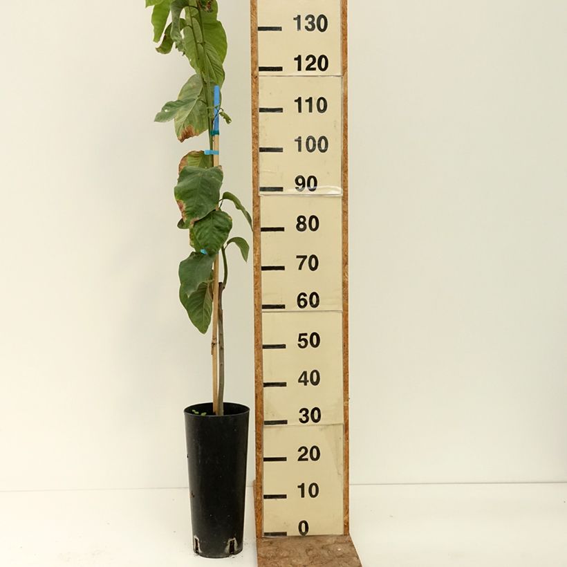 Exemplaar van Cherimoya - Annona cherimola Pot van 6 l/7 l zoals geleverd in de zomer