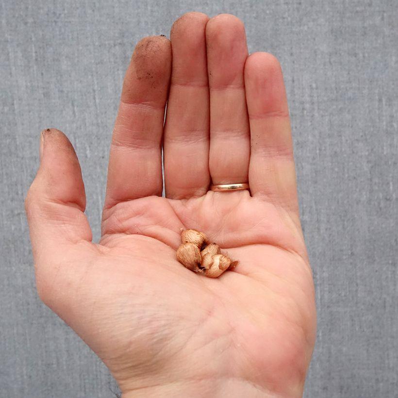 Example of Anomatheca laxa - Schijnfreesia Bol size I as you get in printemps