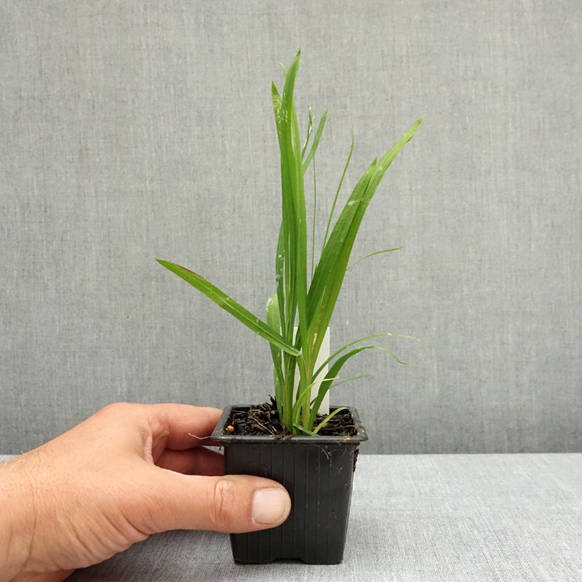 Exemplaar van Anomatheca laxa - Schijnfreesia Kweekpotje van 8/9 cm kaliber I zoals geleverd in de lente