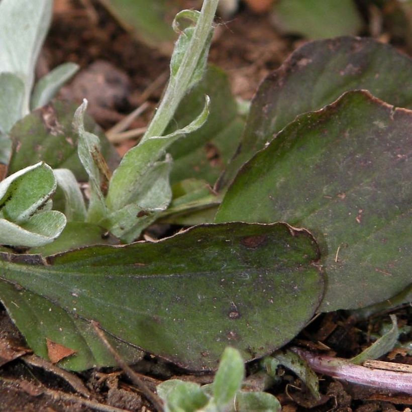 Antennaria plantaginifolia - Rozenkransje (Foliage)