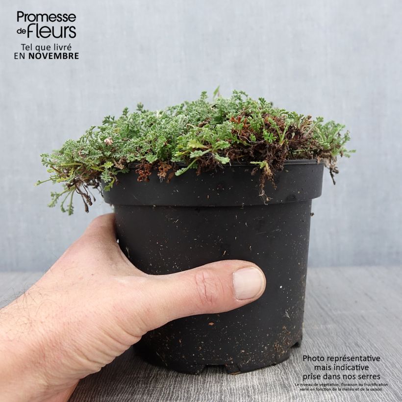 Exemplaar van Anthemis carpatica Karpatenschnee - Schubkamille Pot van 2 l/3 l zoals geleverd in de herfst