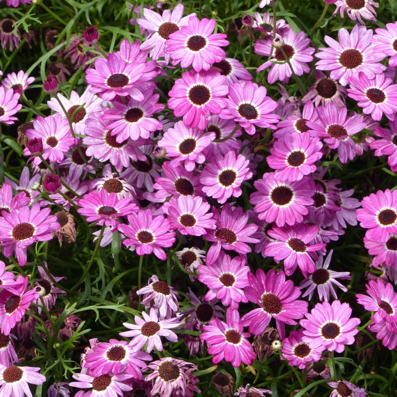 Argyranthemum Grandaisy Pink Tourmaline - Struikmargriet (Flowering)