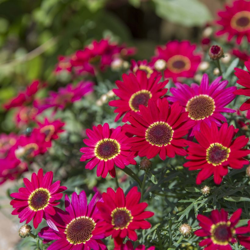 Argyranthemum Grandaisy Ruby - Struikmargriet (Plant habit)