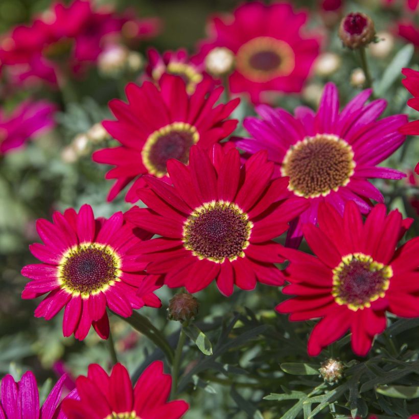 Argyranthemum Grandaisy Ruby - Struikmargriet (Flowering)
