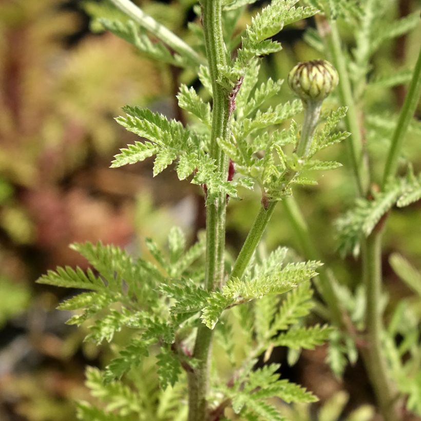 Anthemis sancti-johannis - Oranje kamille (Blad)