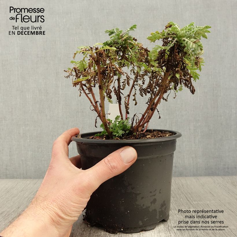 Exemplaar van Anthemis tinctoria E.C. Buxton - Gele kamille Pot van 2 l/3 l zoals geleverd in de herfst