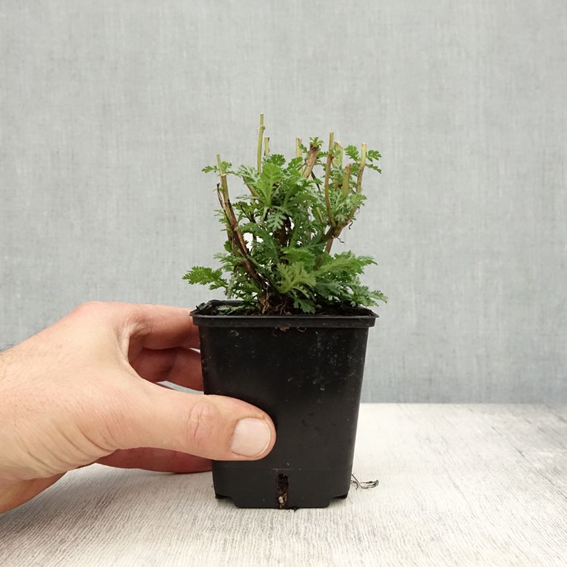 Exemplaar van Anthemis tinctoria Wargrave Variety - Gele kamille Kweekpotje van 8/9 cm zoals geleverd in de herfst