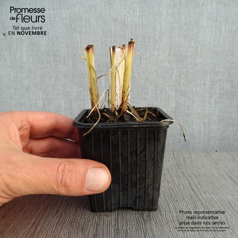 Exemplaar van Anthericum saundersiae Starlight - Graslelie Kweekpotje van 8/9 cm zoals geleverd in de herfst