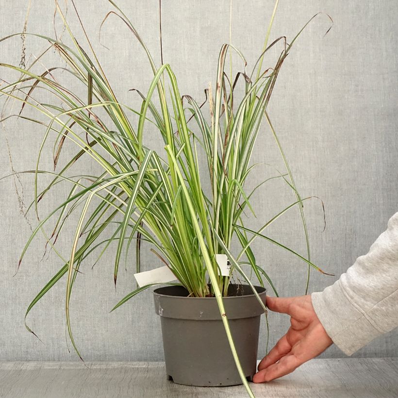 Exemplaar van Anthericum saundersiae Starlight - Graslelie Pot van 1,5 l/2 l zoals geleverd in de herfst