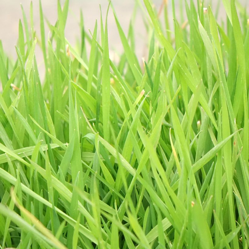 Anthoxanthum odoratum - Gewoon reukgras (Blad)