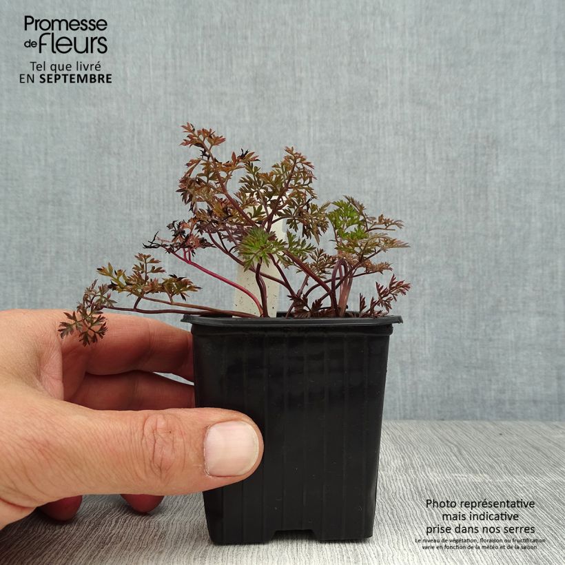 Exemplaar van Anthriscus sylvestris Ravenswing - Fluitenkruid Kweekpotje van 8/9 cm zoals geleverd in de zomer