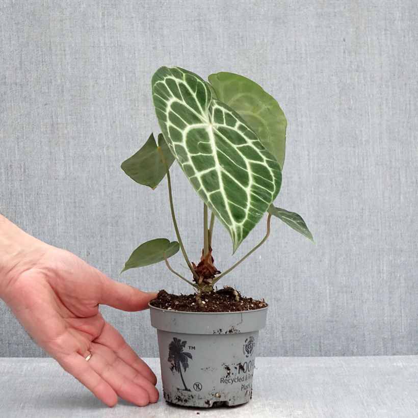 Exemplaar van Anthurium clarinervium - Aderplant Pot van 12 cm / 13 cm zoals geleverd in de lente
