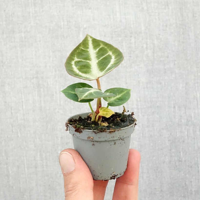 Exemplaar van Anthurium Crystal Hope - Aderplant Mini-kamerplanten zoals geleverd in de herfst