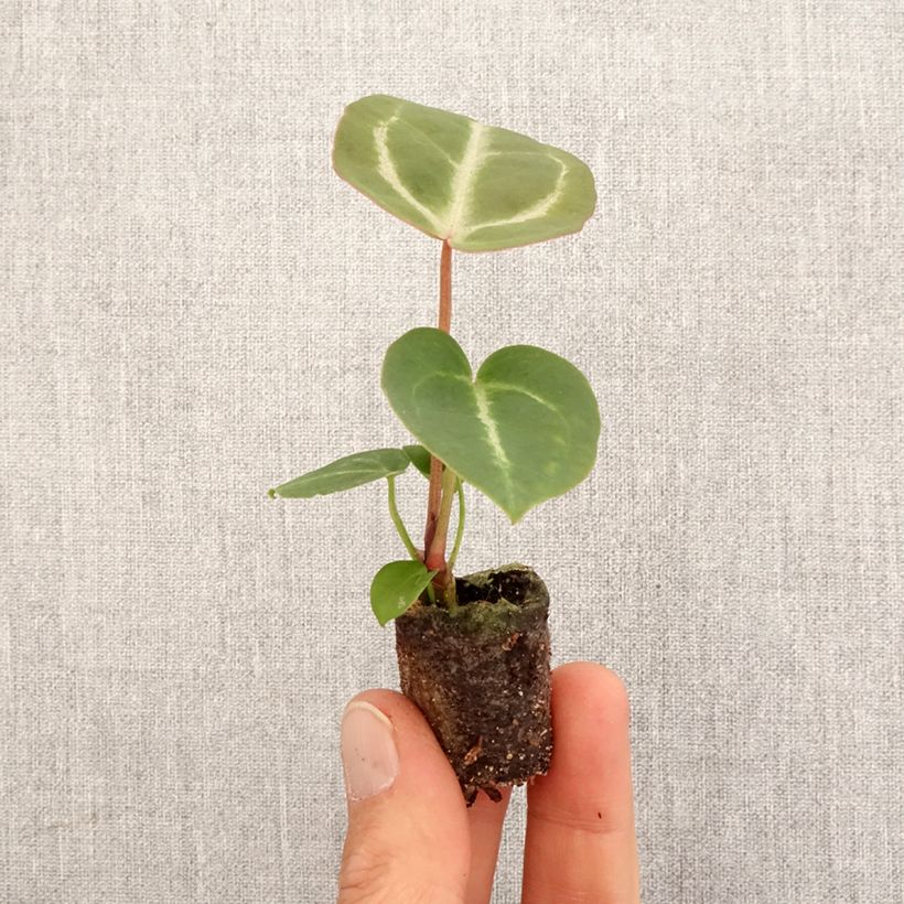 Example of Anthurium Dorayaki x magnificum Mini-plante as you get in printemps
