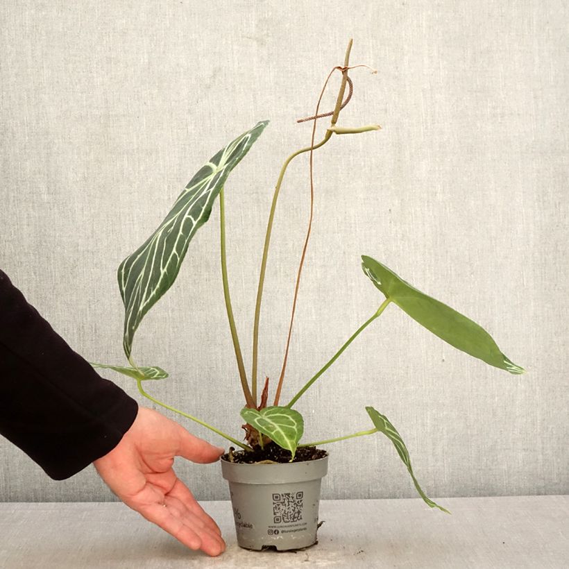 Exemplaar van Anthurium magnificum - Flamingoplant Pot van 12 cm / 13 cm zoals geleverd in de lente