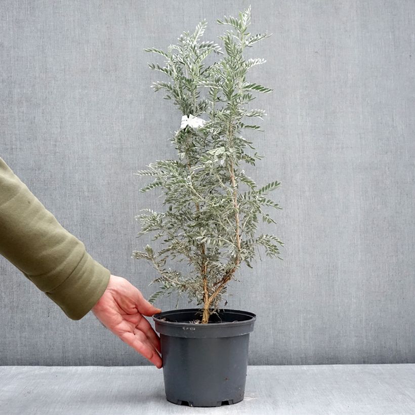 Example of Anthyllis barba-jovis - Wondklaver Pot van 4 l/5 l as you get in hiver