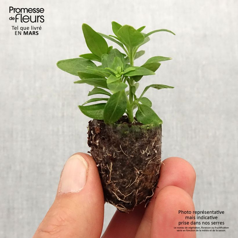 Example of Antirrhinum Dazzling Lips Lemon - Muflier Mini-mot Ø 3/4 cm as you get in printemps