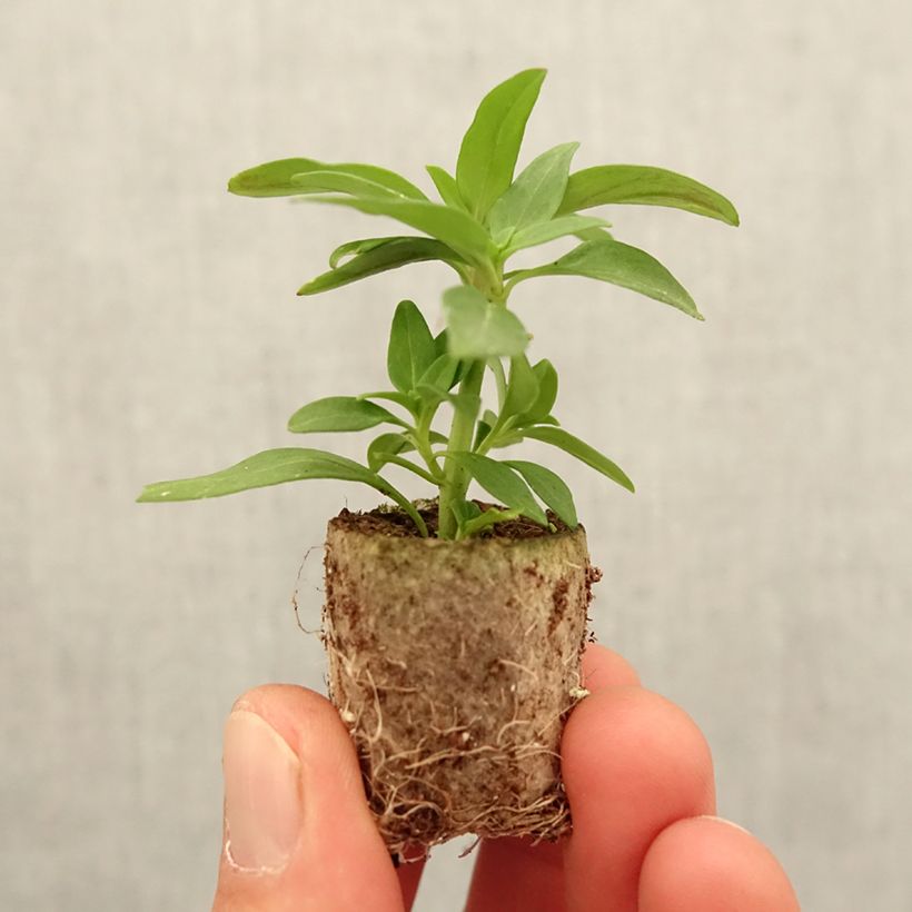 Example of Antirrhinum Dazzling Lips Pink - Muflier Mini-mot Ø 3/4 cm as you get in printemps