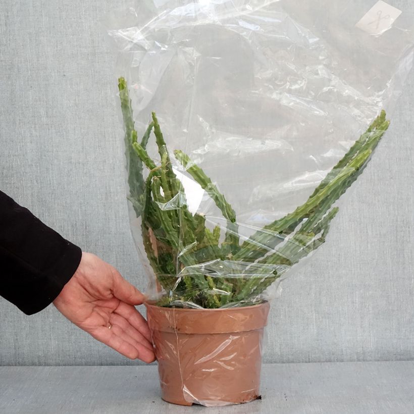 Example of Aporophyllum malisonii - Cactus Queue de Rat Pot van 2 l/3 l as you get in hiver