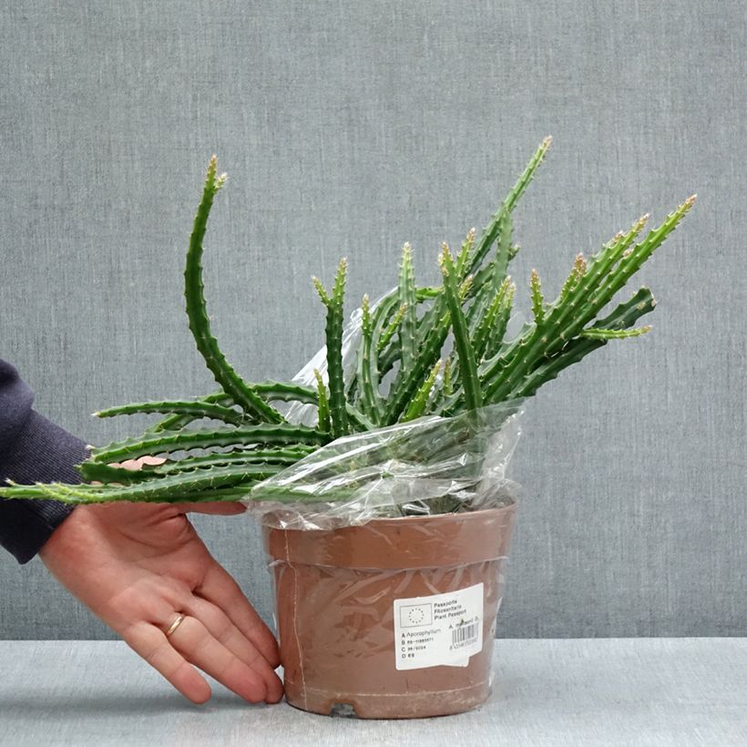 Exemplaar van Aporophyllum malisonii - Rattenstaartcactus Pot van 2 l/3 l zoals geleverd in de lente